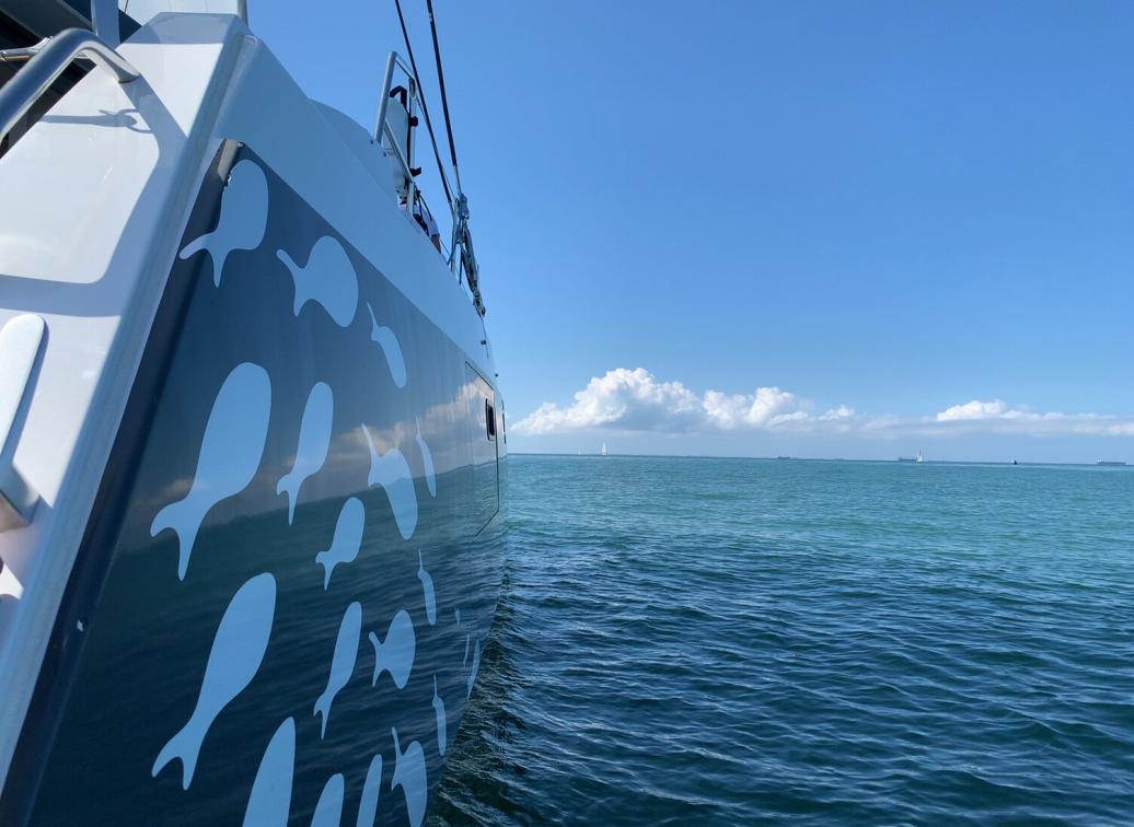 Silver fish covering coque